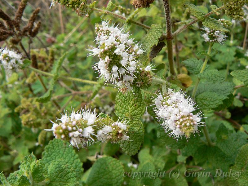 Wildflowers, Hermitage vineyards P1140100.JPG